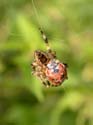 Mange une coccinelle