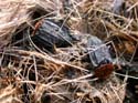 Sur un chevreuil mort