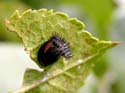 Mange une larve de coccinelle