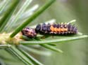 Larve qui mange une pupe de coccinelle