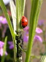 Attaque des pucerons