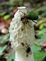 Sur un satyre punat Phallus impudicus