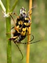 Accouplement