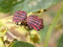 Accouplement