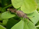 Accouplement