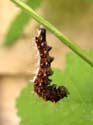 Transformation en chrysalide