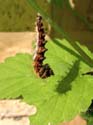 Transformation en chrysalide
