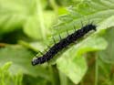 Chenille