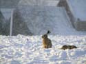Sous la neige