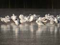 Sur la glace