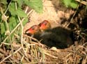 Poussins au nid
