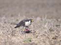 Sur un pigeon ramier