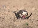 Sur un pigeon ramier