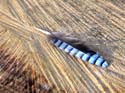 Plume