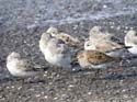 Parmi un groupe de bécasseaux sanderling