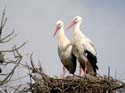 Couple au nid