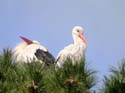 Couple au nid