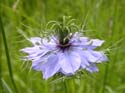 Jeune fleur